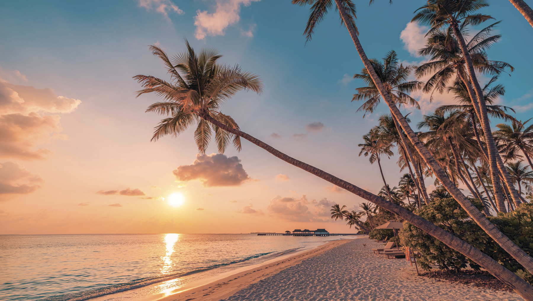 A beach with palm trees and a body of water