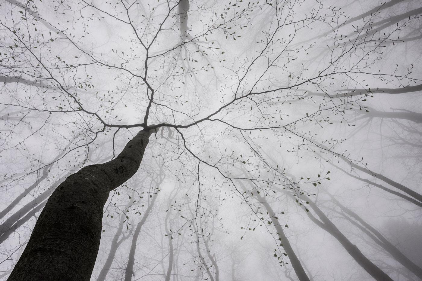 Looking up at trees in the fog Looking up at trees in the fog