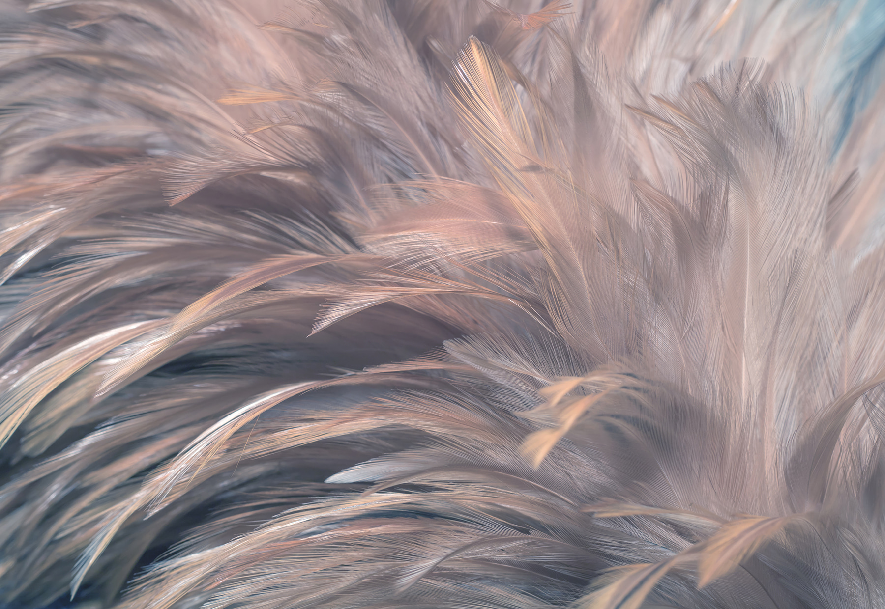 Soft and delicate feather textures
