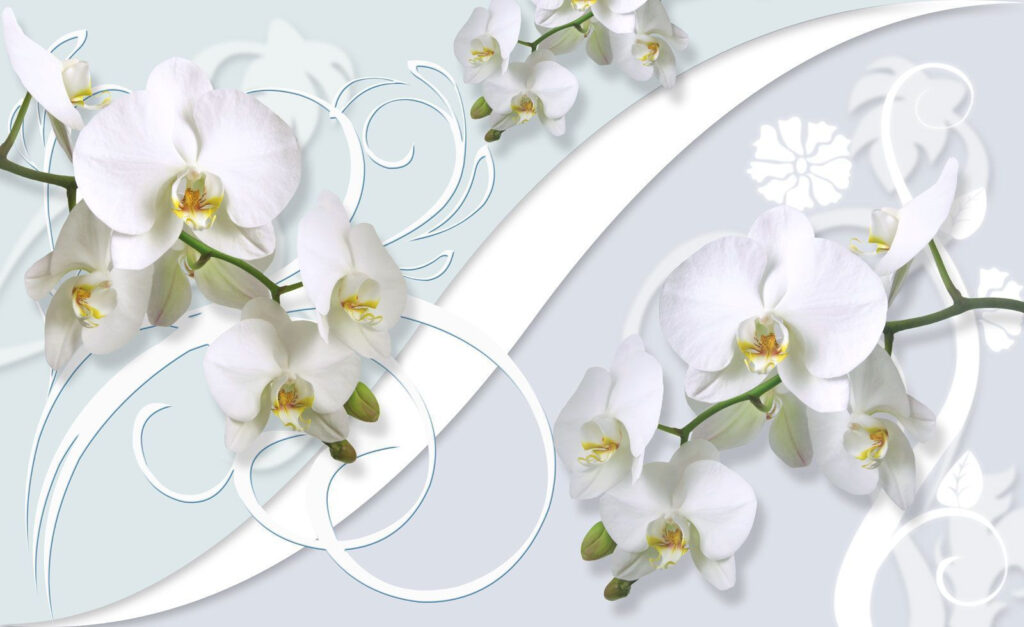 Krásné orchideje na měkkém pozadí Krásné orchideje na měkkém pozadí