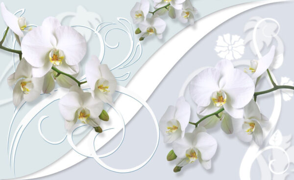 Krásné orchideje na měkkém pozadí Krásné orchideje na měkkém pozadí