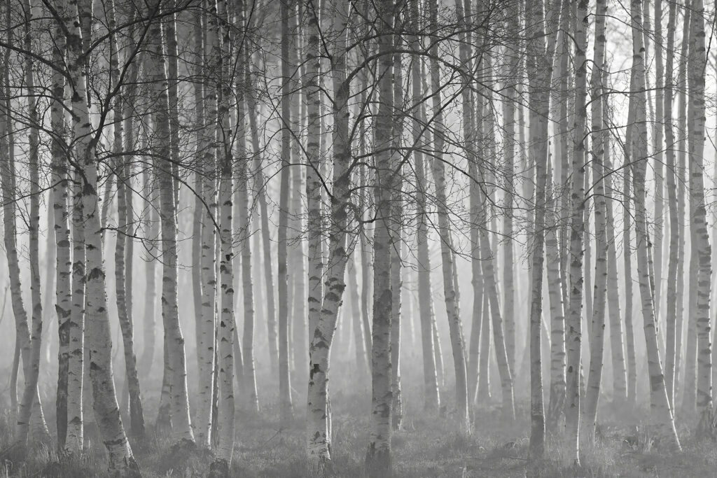 Group of trees in a forest Group of trees in a forest