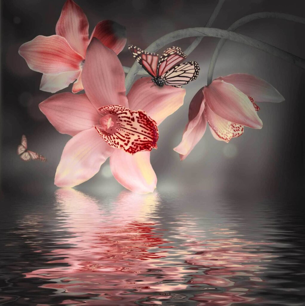 Růžové orchideje a motýli na větvi Růžové orchideje a motýli na větvi