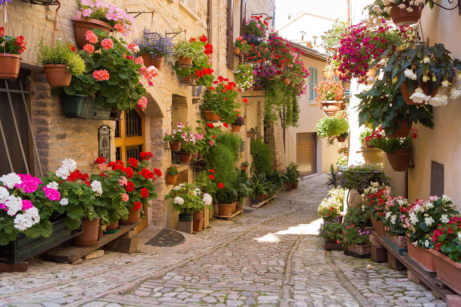 Street with flowers on the side