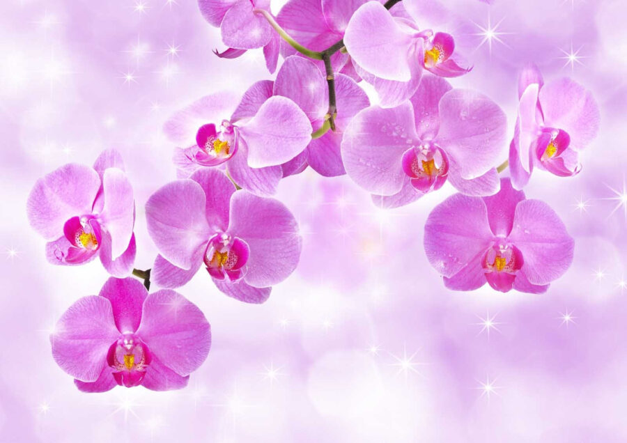 Jemné orchideje v jemných odstínech