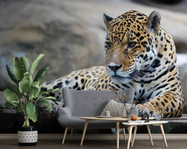 Leopard ležící na dřevěném povrchu Leopard ležící na dřevěném povrchu