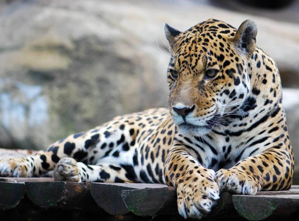 Leopard ležící na dřevěném povrchu Leopard ležící na dřevěném povrchu