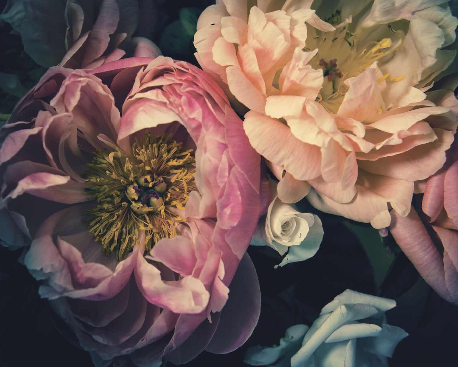 u53297p - Krásné květy v jemných odstínech - tegory