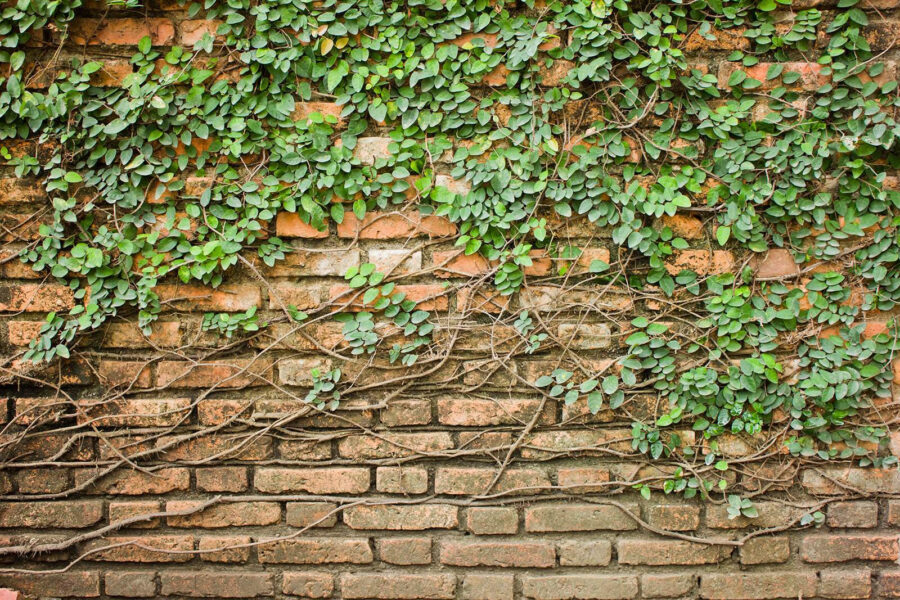 Fototapeta Cihlová zeď, na které roste břečťan - Image 3