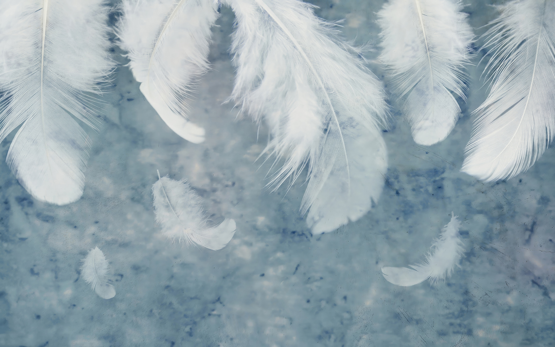 White feathers on a blue surface