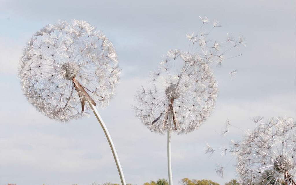 Group of dandelions with seeds