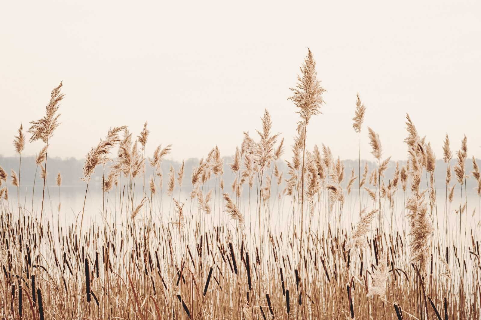 Tall grass with a body of water in the background Tall grass with a body of water in the background