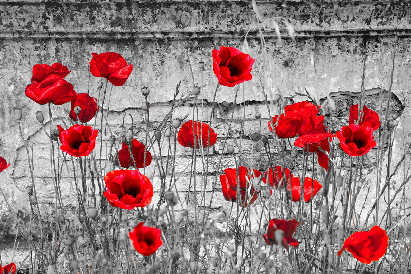 Red flowers in a field Red flowers in a field