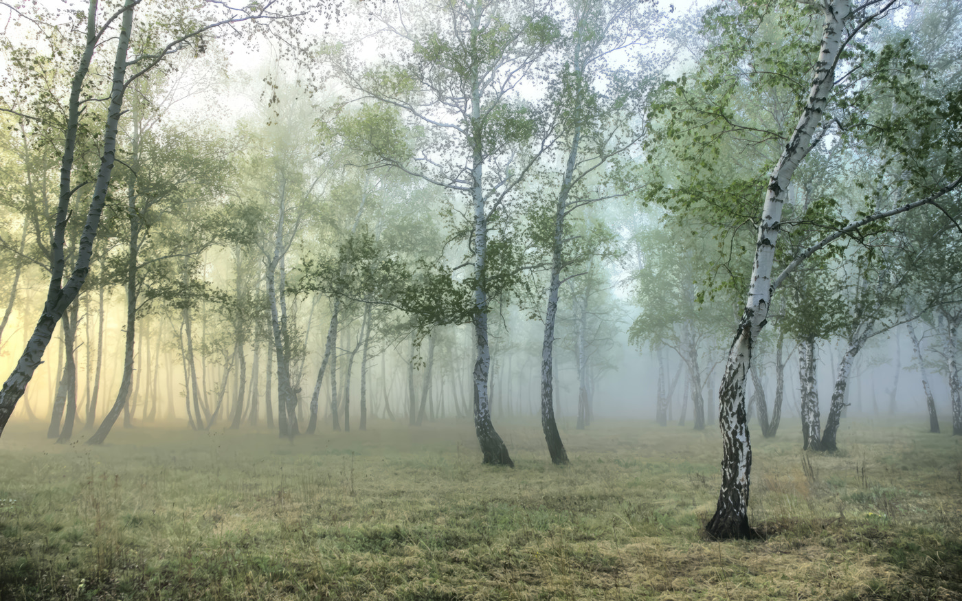 Foggy forest with trees Foggy forest with trees