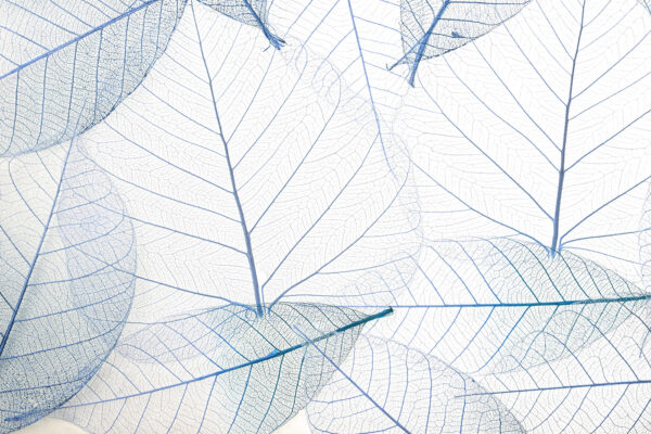 A group of blue leaves