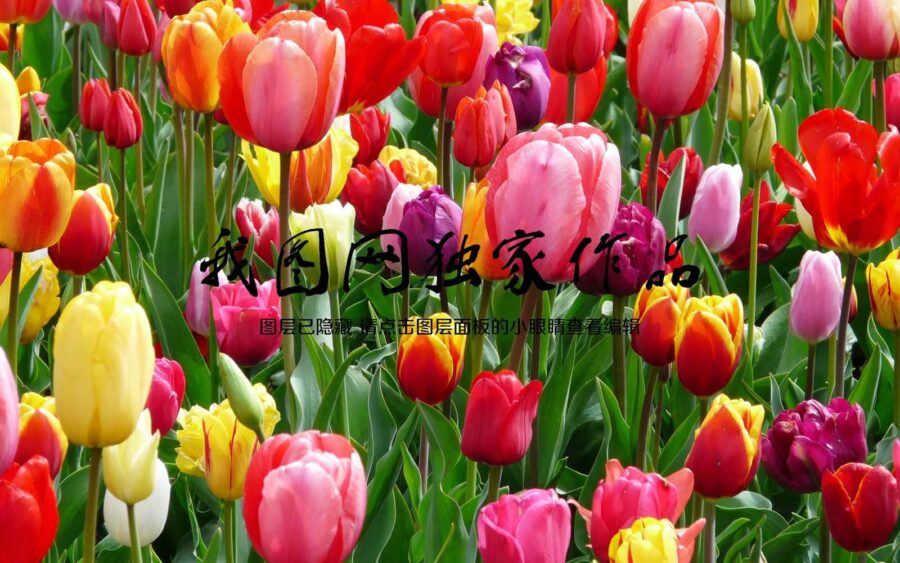 Skupina barevných tulipánů