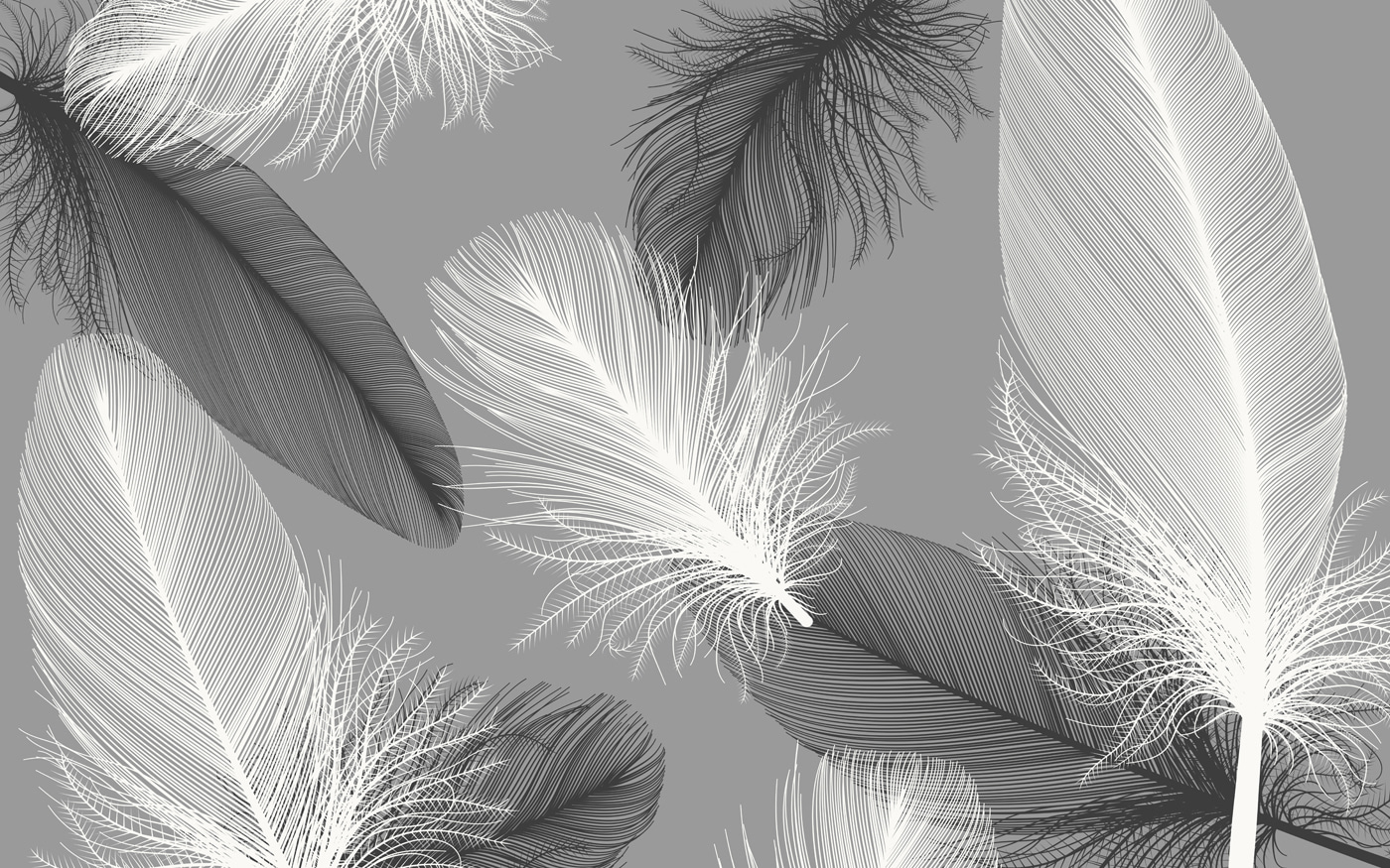 Delicate feathers in soft monochrome Delicate feathers in soft monochrome