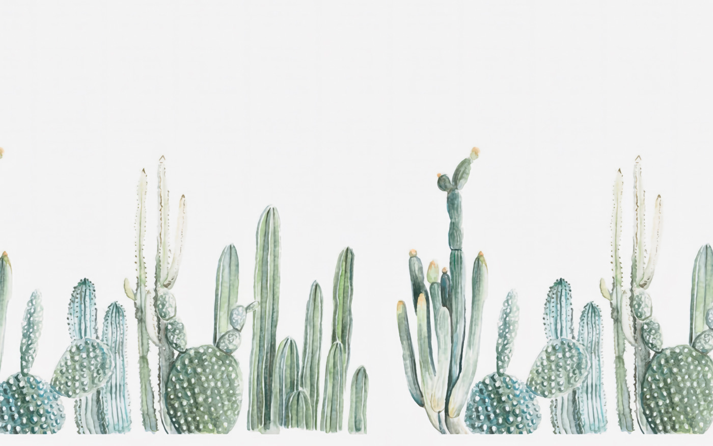 Group of cactuses on a white background
