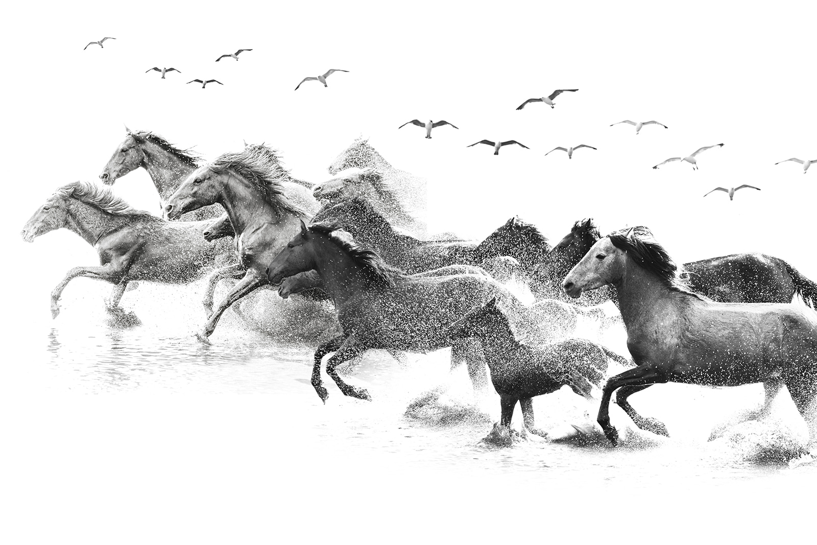 u14413p - Skupina koní běžících přes vodu - tegory