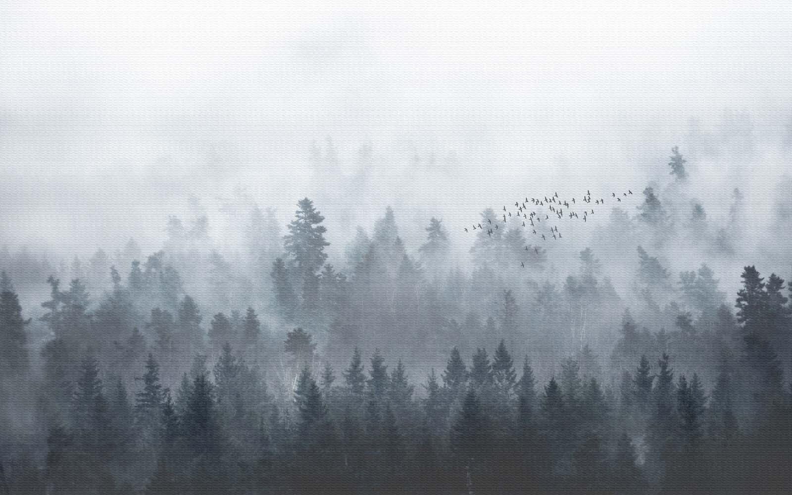 Skupina ptáků letících nad lesem u16629p - Skupina ptáků letících nad lesem - tegory