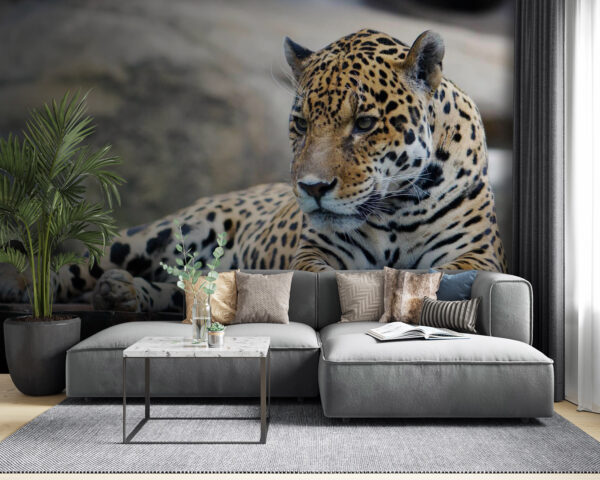 Leopard ležící na dřevěném povrchu Leopard ležící na dřevěném povrchu