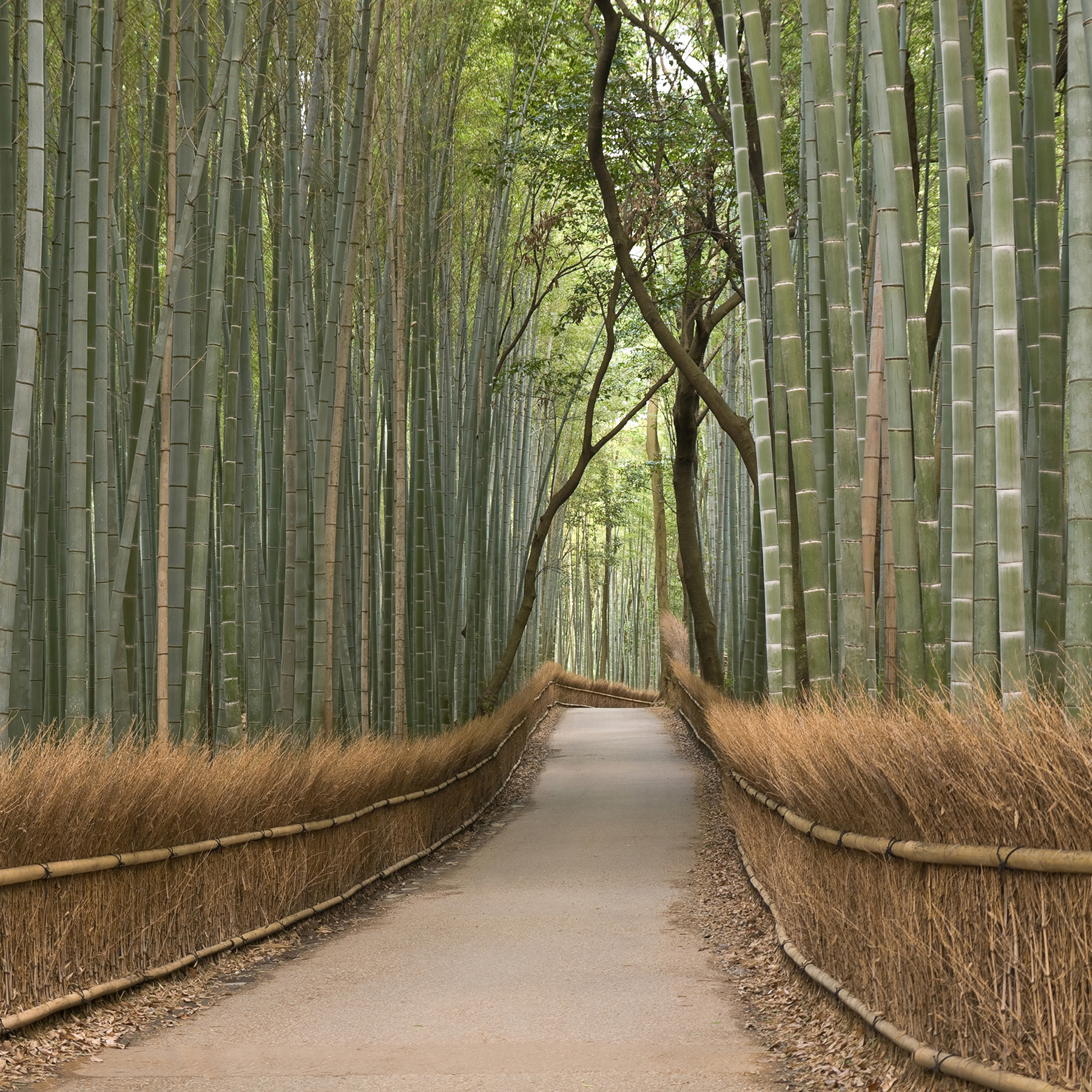 Path through a bamboo forest