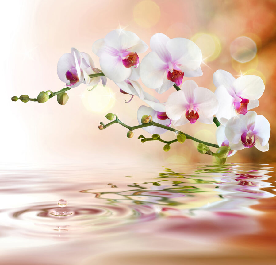 Fototapeta Bílé orchideje na větvi s vodními vlnkami - Image 4
