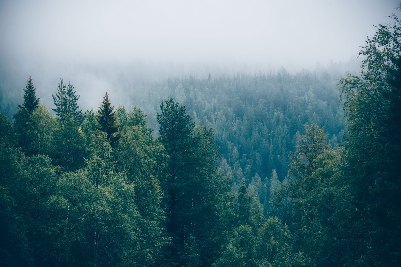 Les stromů s mlhou u74236p - Les stromů s mlhou - tegory