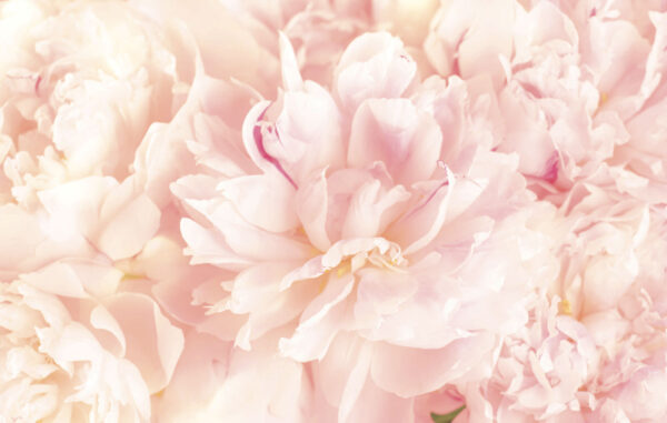 Wall murals Soft petals in gentle hues. Wall murals Soft petals in gentle hues.