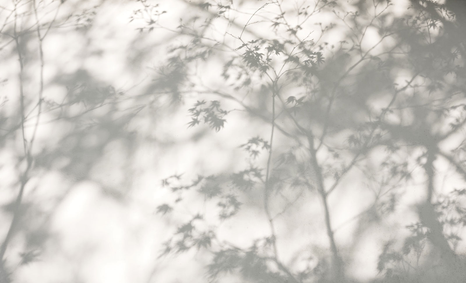 Shadows leaves on a wall
