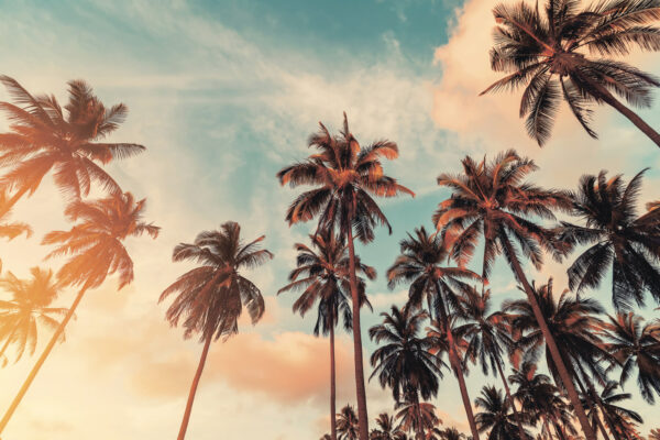 A group of palm trees