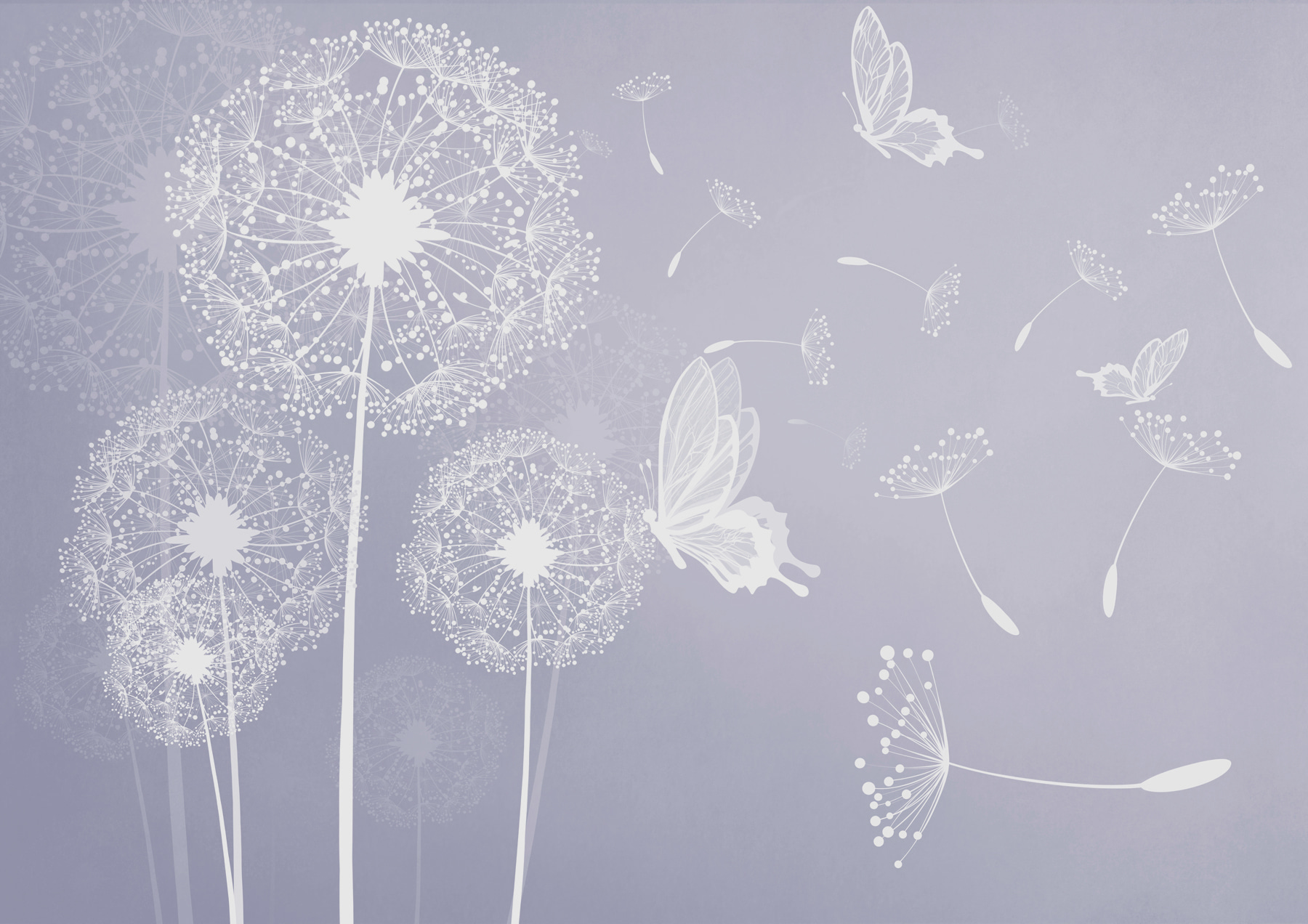 A white dandelions with butterflies flying