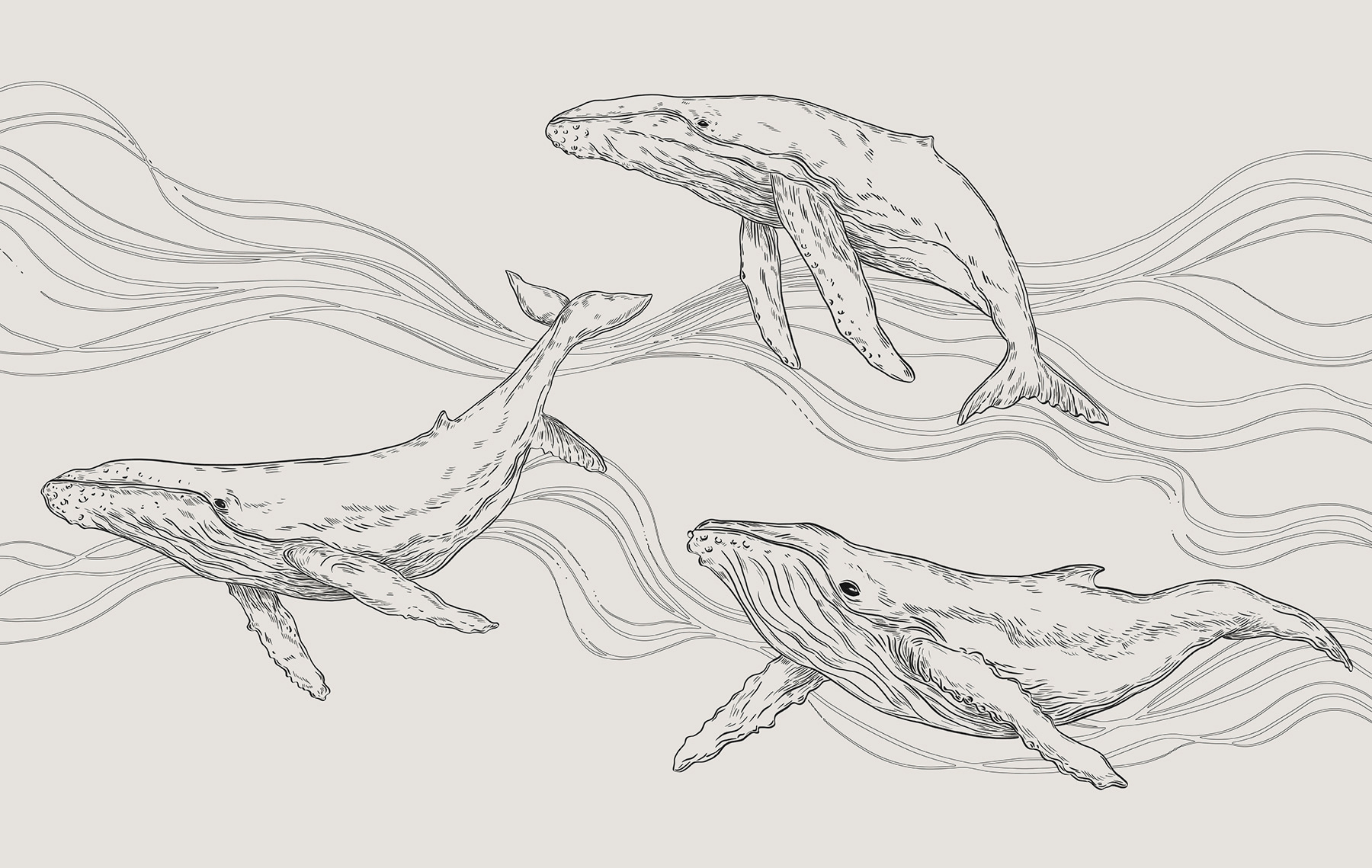 A group of whales swimming in the water A group of whales swimming in the water