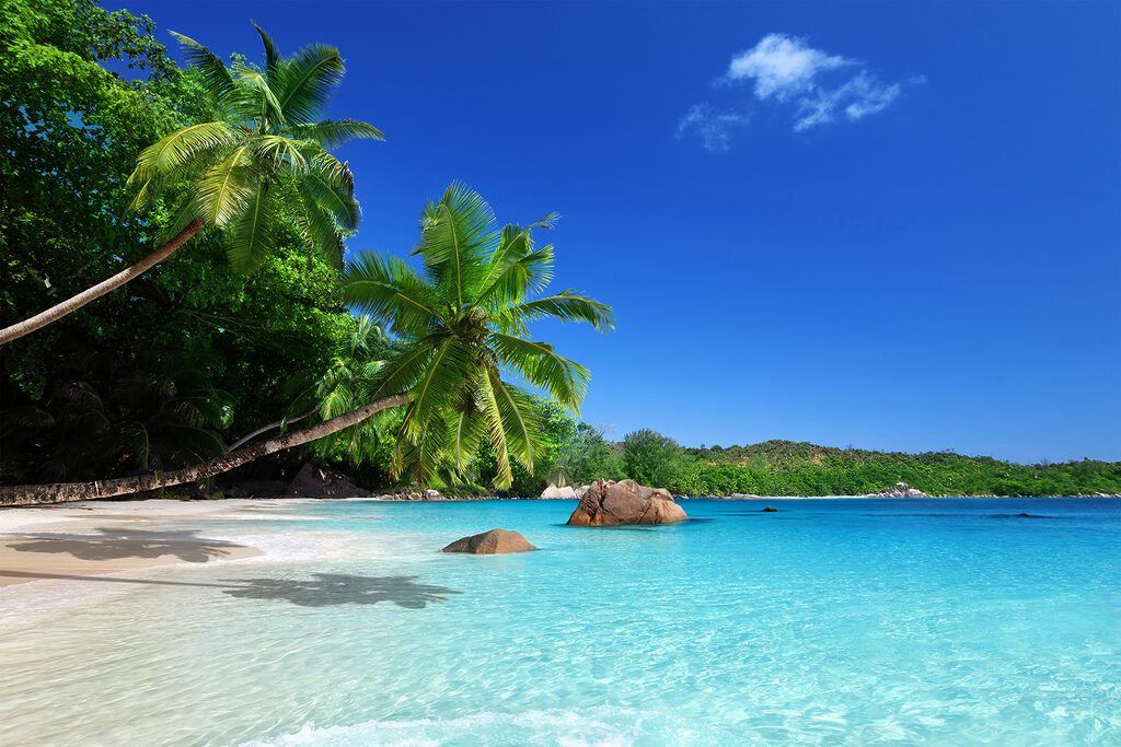 A beach with palm trees and blue water