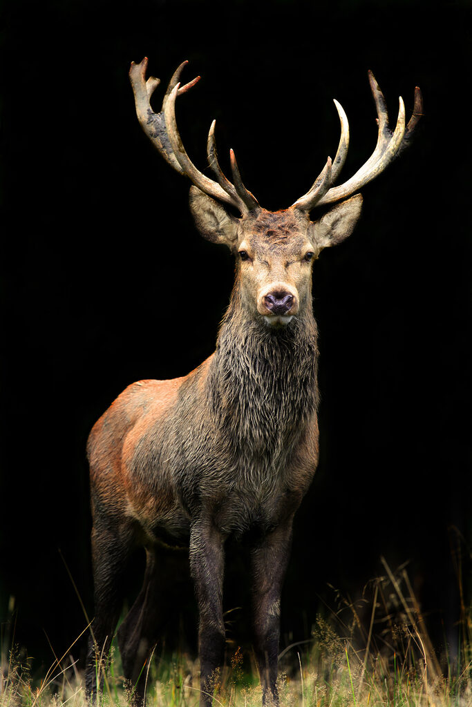 A deer with antlers standing in the dark