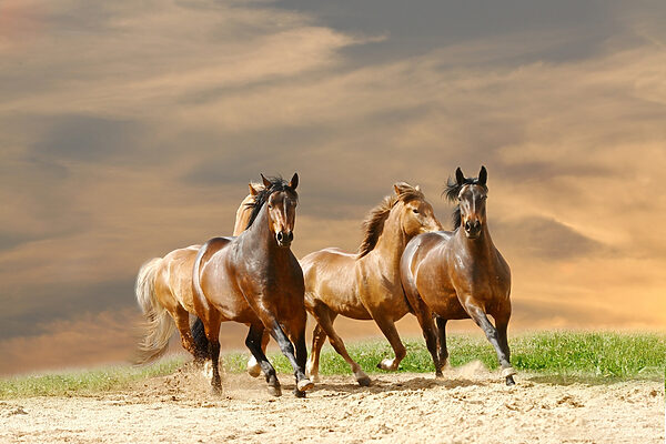 A group of horses running on a dirt road A group of horses running on a dirt road