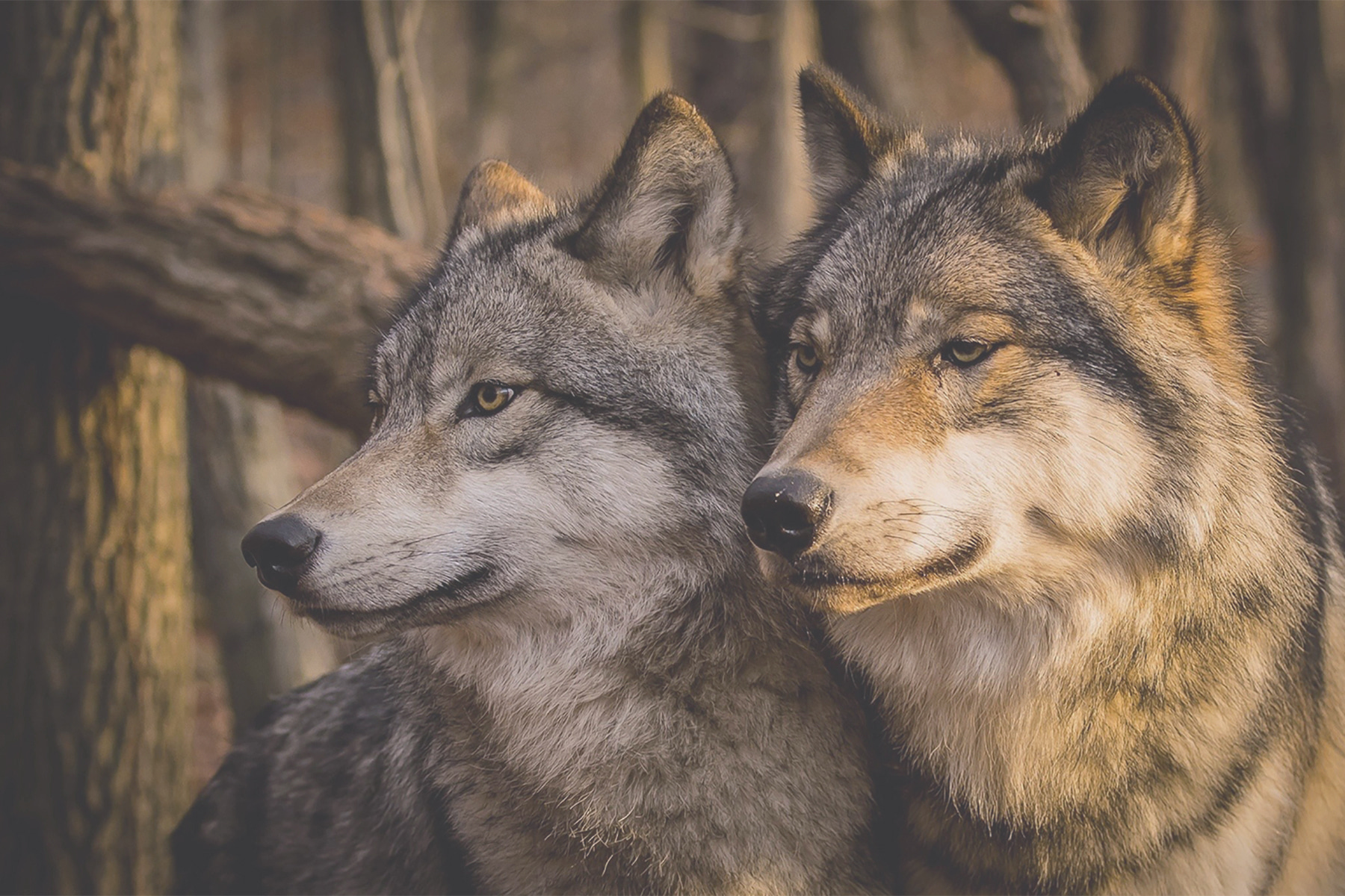 A couple of wolves in the woods