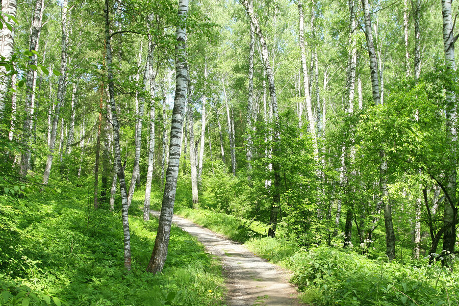 Obraz Cesta lesem - Image 3