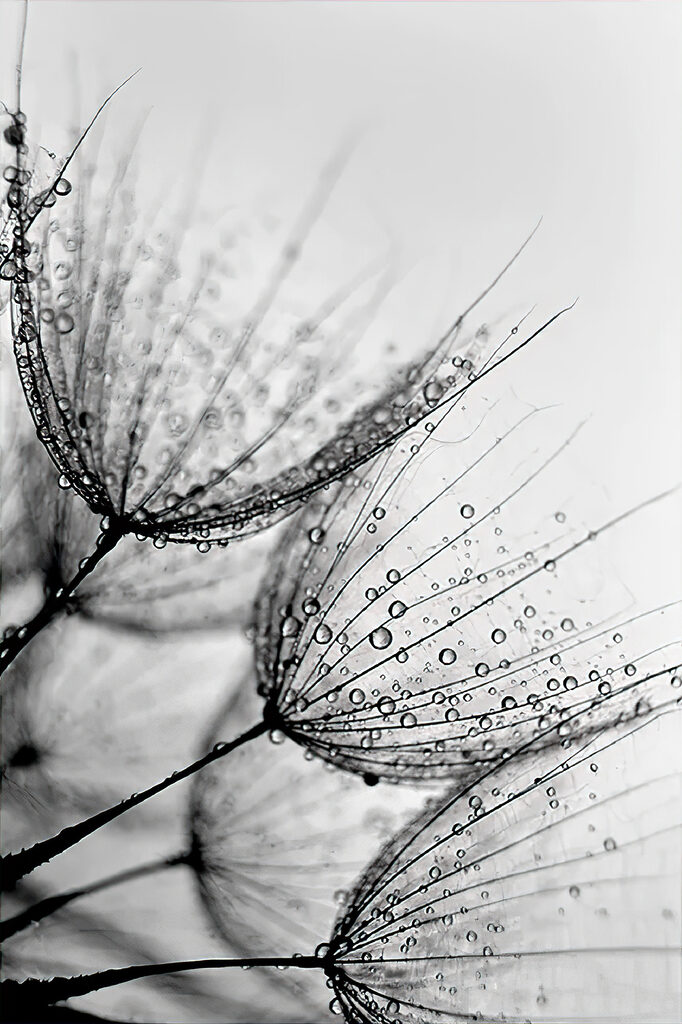 Close up of water droplets on seeds