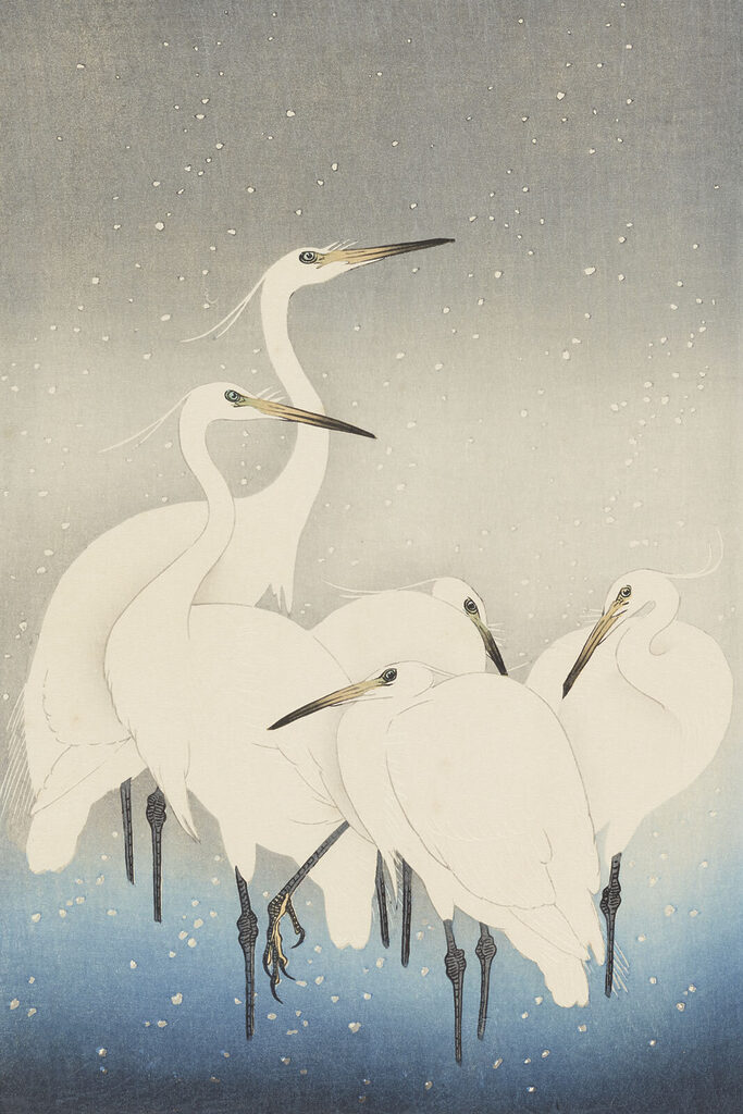 A group of white birds with long beaks A group of white birds with long beaks