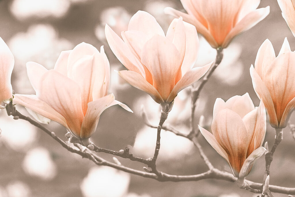 A group of flowers on a branch
