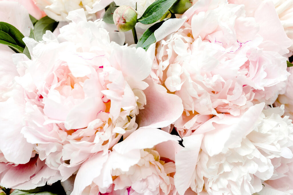 A group of pink flowers