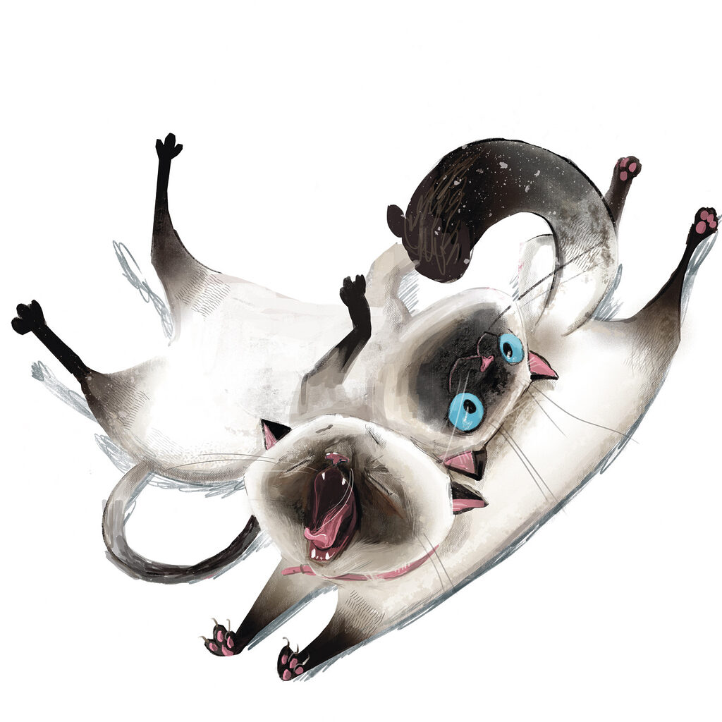 A cat lying on its back