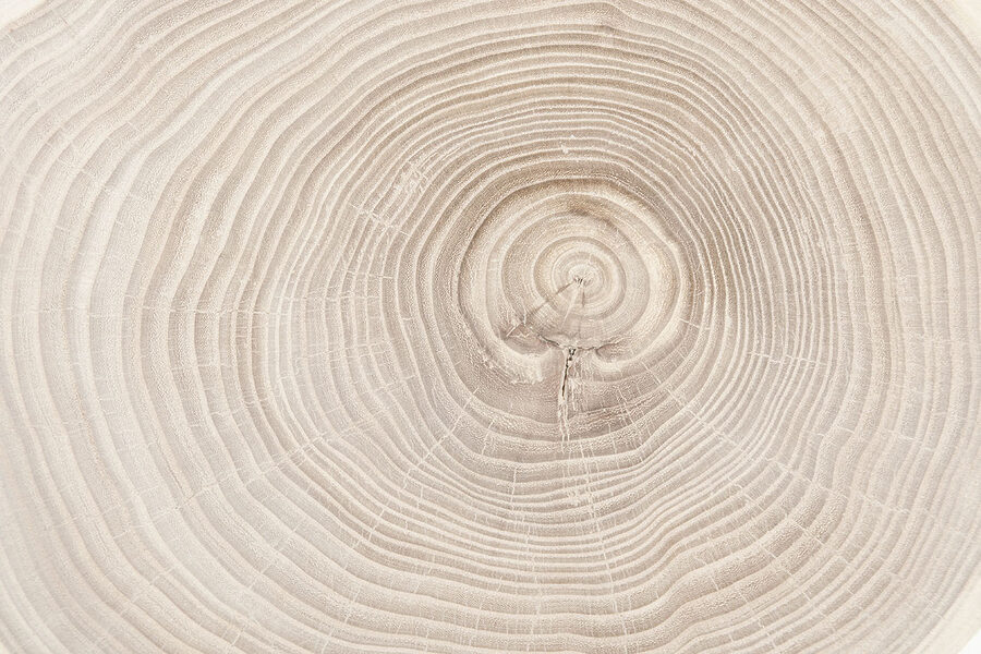 Detail kmene stromu