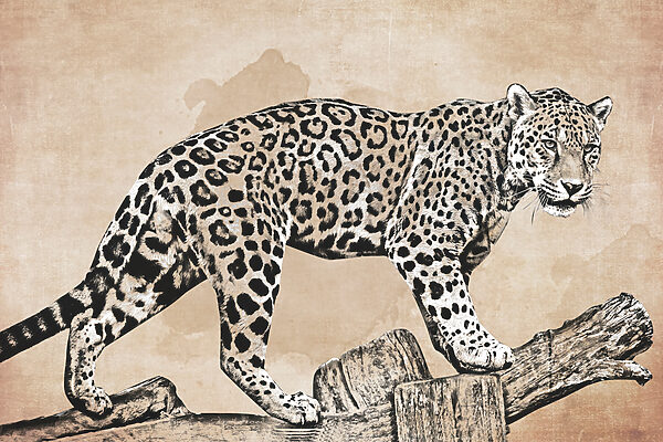 Kresba leoparda kráčejícího po kládě Kresba leoparda kráčejícího po kládě