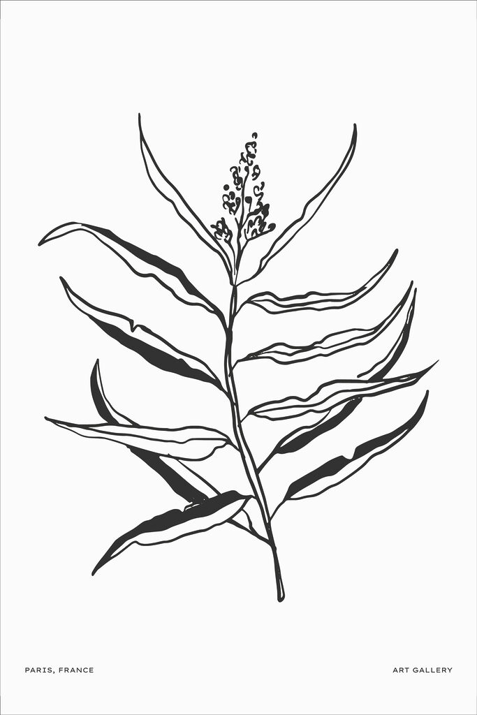 A black and white drawing of a plant