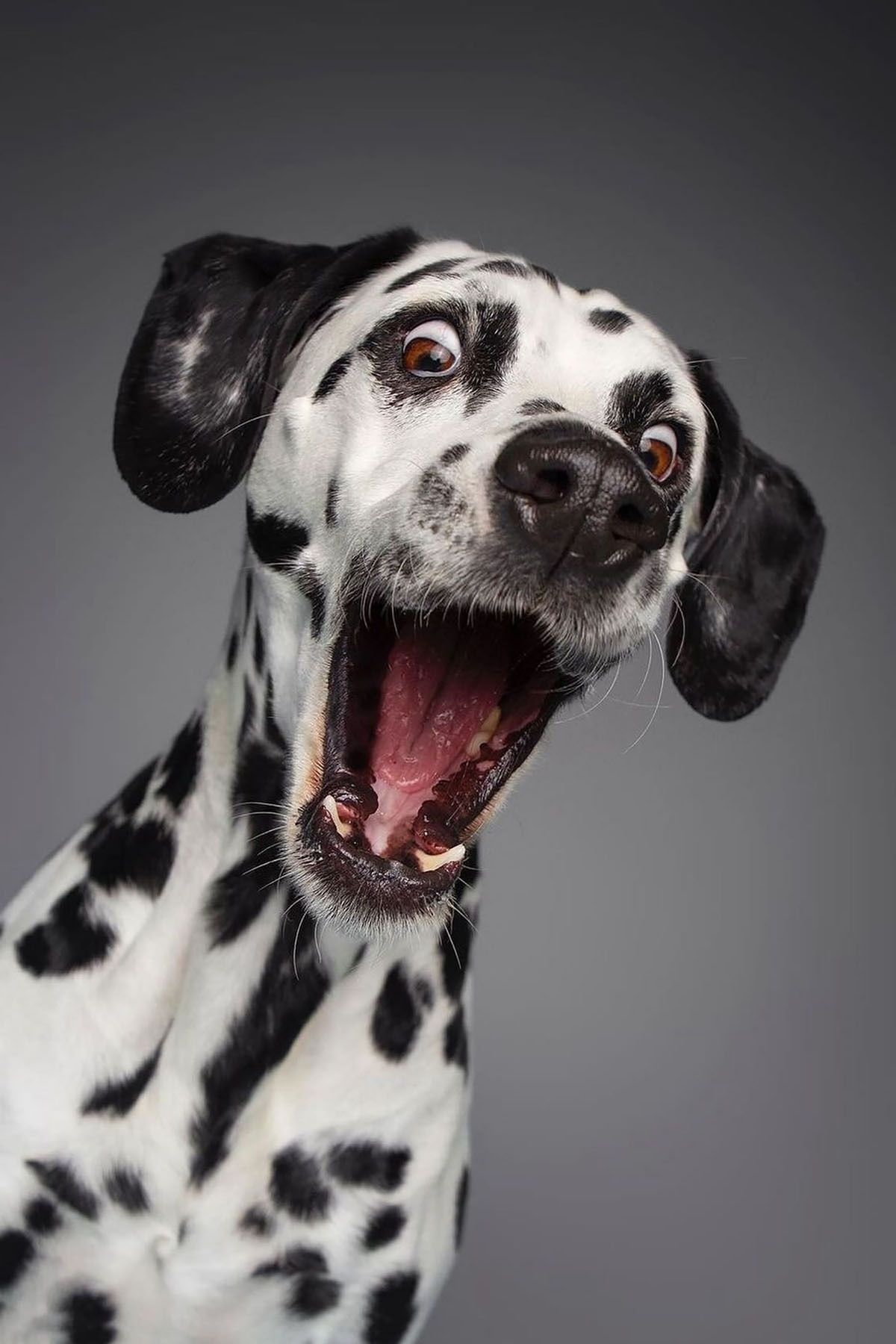 A dog with its mouth open