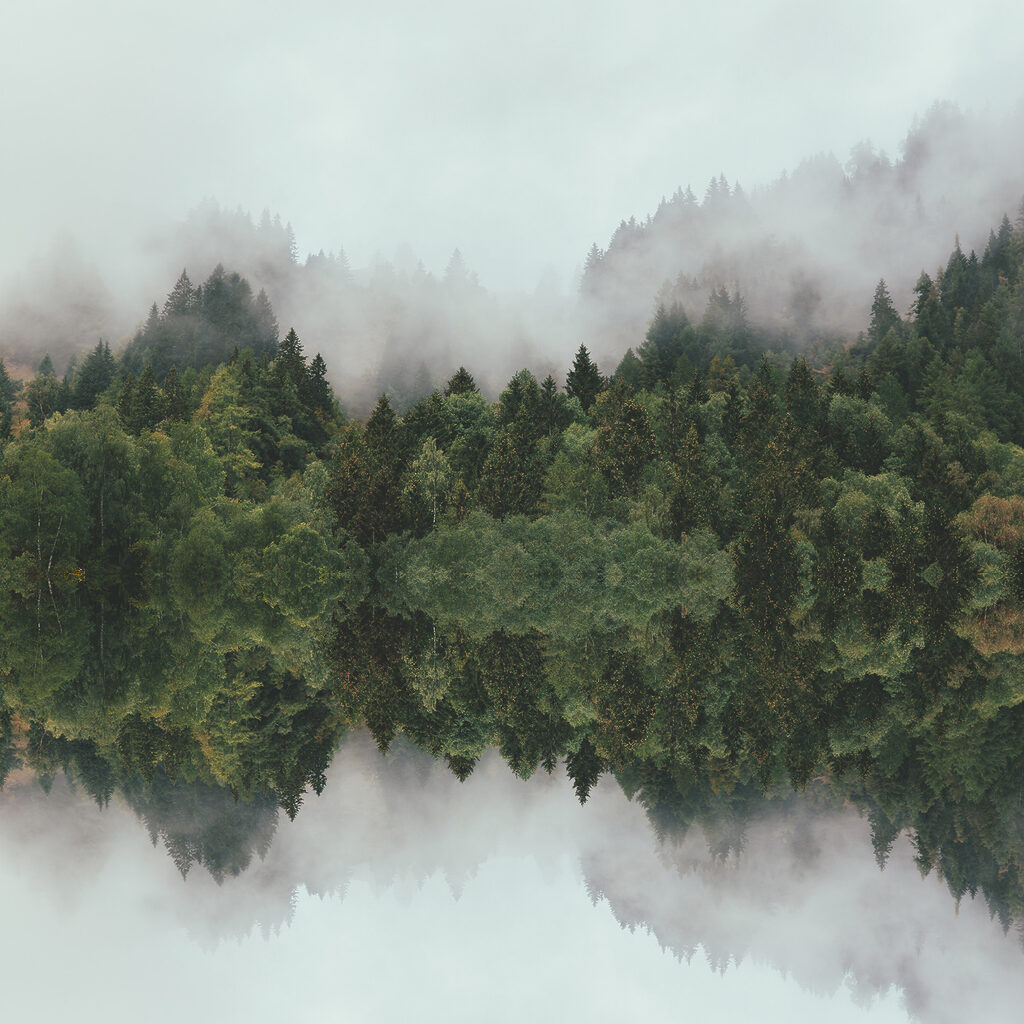 A reflection of trees in the water