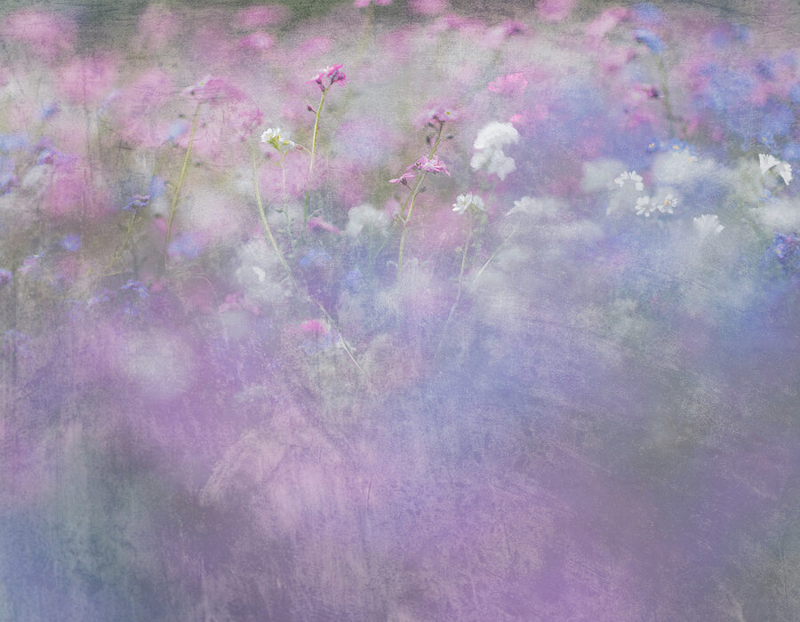 Fototapeta Květinové pole s fialovými a bílými květy - Image 5