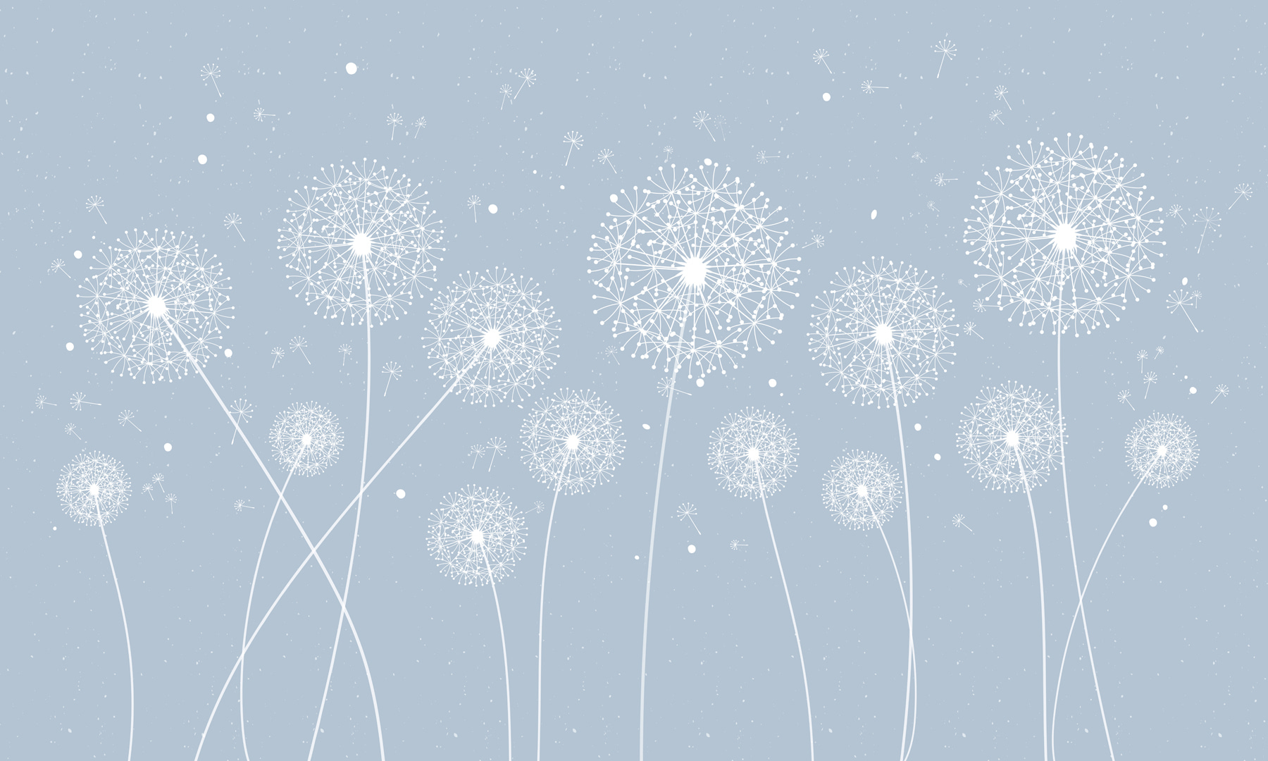 A white dandelions on a blue background A white dandelions on a blue background